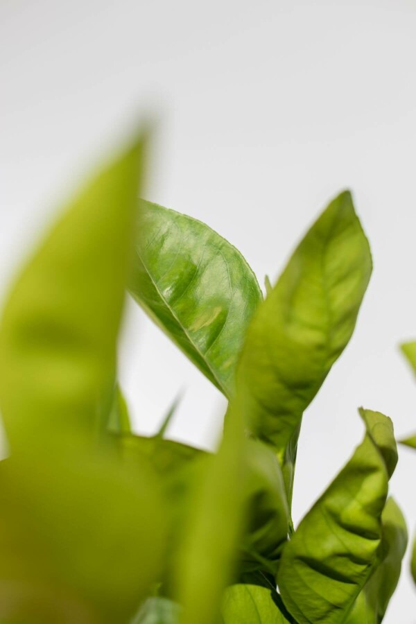 Appelsin Citrus × sinensis med stamme 175-200 potte 30-40 Citrus × sinensis 175-200 cm