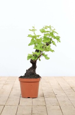 Almindelig vin Vitis vinifera bonsai 20-40 potte