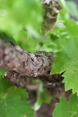 Almindelig vin Vitis vinifera bonsai 20-40 potte