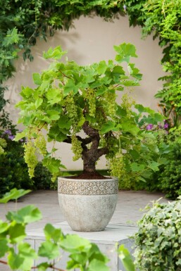 Almindelig vin Vitis vinifera bonsai 20-40 potte Vitis vinifera 20-40 cm
