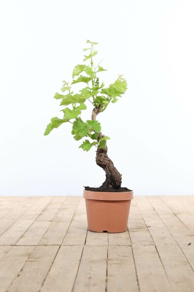 Almindelig vin Vitis vinifera bonsai 40-60 potte Vitis vinifera 40-60 cm