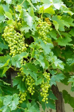 Vitis vinifera 40-60 cm