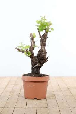 Almindelig vin Vitis vinifera bonsai 60-80 potte