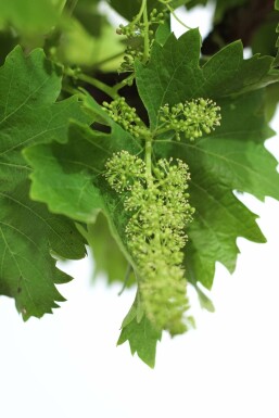 Almindelig vin Vitis vinifera bonsai 60-80 potte