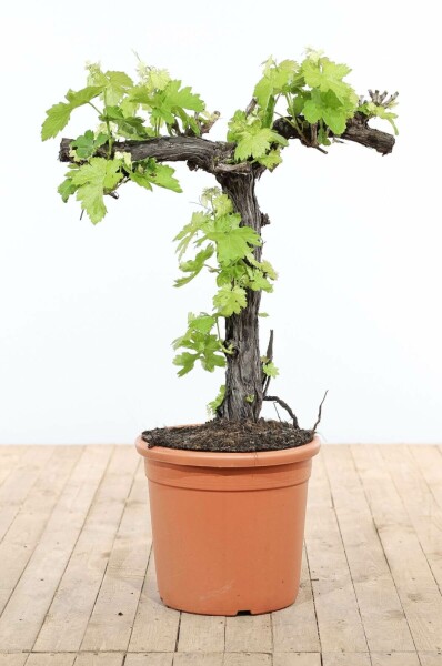 Almindelig vin Vitis vinifera bonsai 80-100 potte Vitis vinifera 80-100 cm