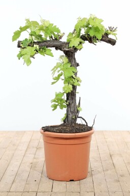 Vitis vinifera 80-100 cm