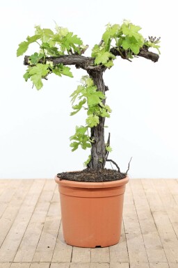 Almindelig vin Vitis vinifera bonsai 80-100 potte