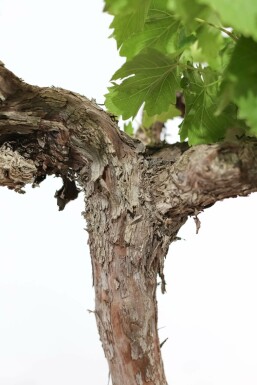 Almindelig vin Vitis vinifera med stamme 80-100 potte 10-15