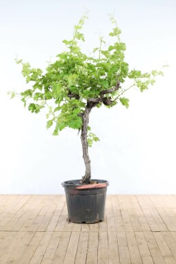 Almindelig vin Vitis vinifera med stamme 100-125 potte 15-20 Vitis vinifera 100-125 cm