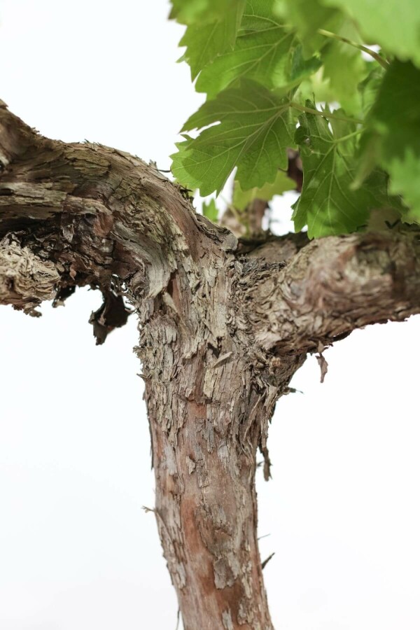 Almindelig vin Vitis vinifera med stamme 100-125 potte 15-20 Vitis vinifera 100-125 cm