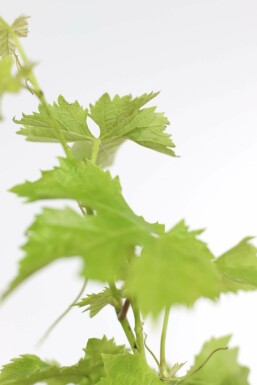 Almindelig vin Vitis vinifera med stamme 100-125 potte 15-20
