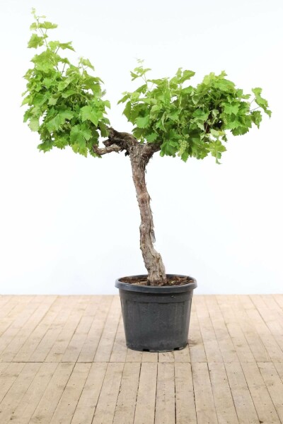 Almindelig vin Vitis vinifera med stamme 125-150 potte 20-30 Vitis vinifera 125-150 cm