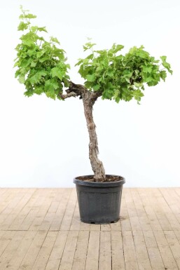 Vitis vinifera 125-150 cm