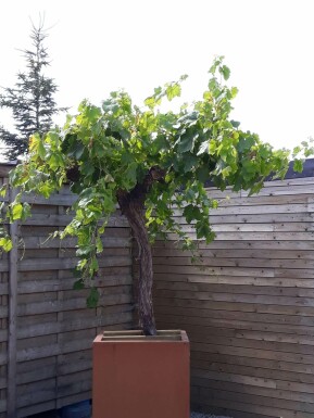 Vitis vinifera 125-150 cm