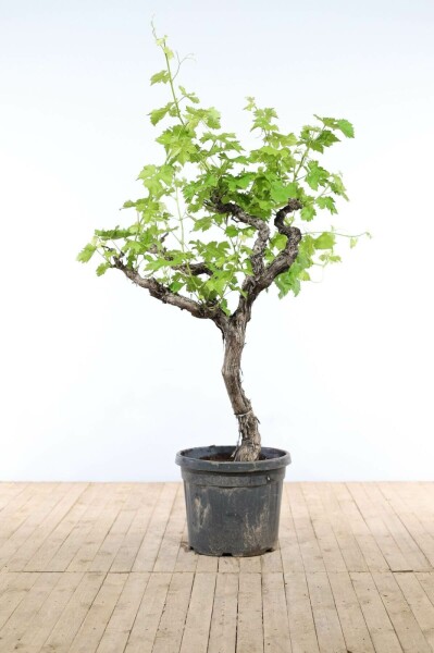 Almindelig vin Vitis vinifera med stamme 150-175 potte 30-40 Vitis vinifera 150-175 cm