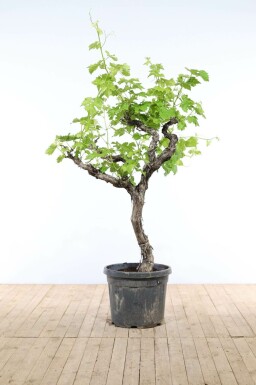 Vitis vinifera 150-175 cm