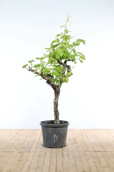 Almindelig vin Vitis vinifera med stamme 175-200 potte 40-50 Vitis vinifera 175-200 cm