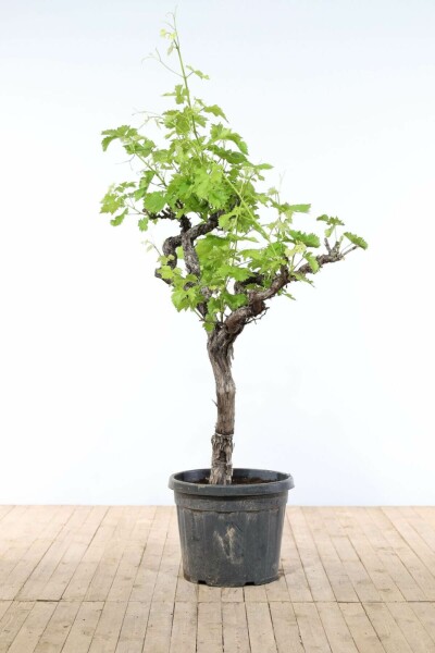 Almindelig vin Vitis vinifera med stamme 200-225 potte 50-60 Vitis vinifera 200-225 cm