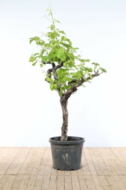 Vitis vinifera 200-225 cm