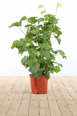 Vitis vinifera 100-120 cm