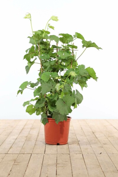 Vitis vinifera 70-80 cm