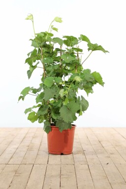 Vitis vinifera 70-80 cm