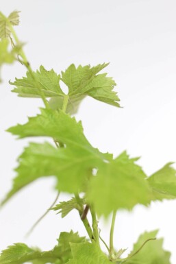 Vitis vinifera 70-80 cm