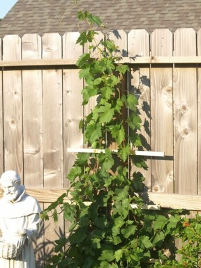 Vitis vinifera 70-80 cm