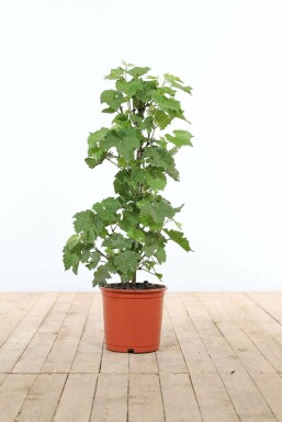Vitis vinifera 40-60 cm