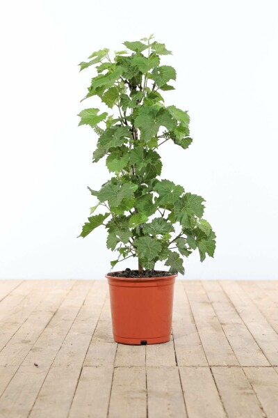 Almindelig vin Vitis vinifera opstammet 60-80 potte Vitis vinifera 60-80 cm