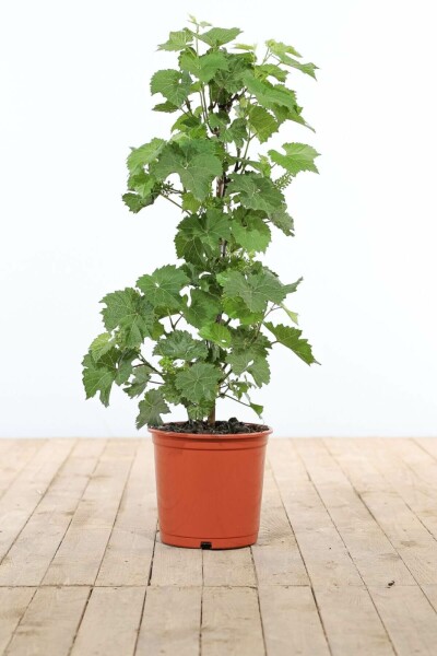 Vitis vinifera 80-100 cm