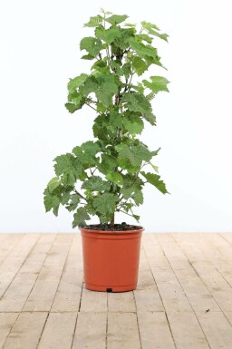 Almindelig vin Vitis vinifera opstammet 80-100 potte Vitis vinifera 80-100 cm