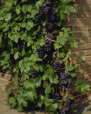 Almindelig vin Vitis vinifera opstammet 80-100 potte Vitis vinifera 80-100 cm