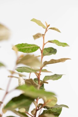 Elaeagnus × ebbingei 80-100 cm - Rodklump