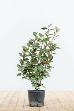 Sølvblad Elaeagnus × ebbingei hæk 50-60 rodklump Elaeagnus × ebbingei 50-60 cm