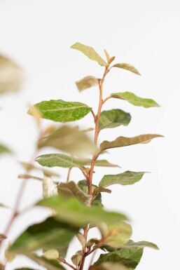 Sølvblad Elaeagnus × ebbingei hæk 50-60 rodklump