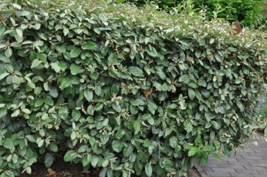 Elaeagnus × ebbingei 50-60 cm