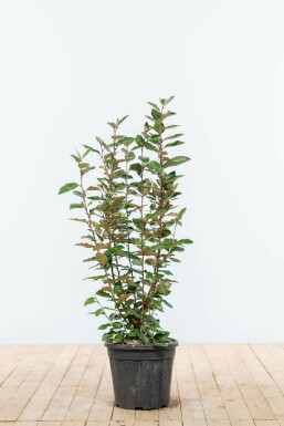 Sølvblad Elaeagnus × ebbingei hæk 60-80 rodklump