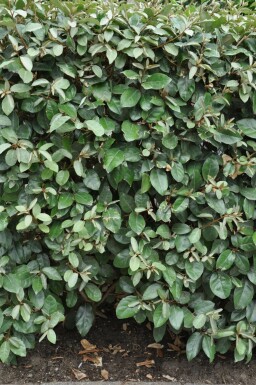 Elaeagnus × ebbingei 60-80 cm