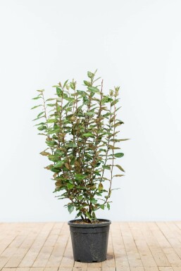Sølvblad Elaeagnus × ebbingei hæk 80-100 rodklump Elaeagnus × ebbingei 80-100 cm