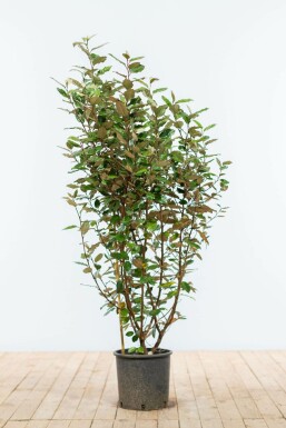 Sølvblad Elaeagnus × ebbingei hæk 100-125 rodklump Elaeagnus × ebbingei 100-125 cm