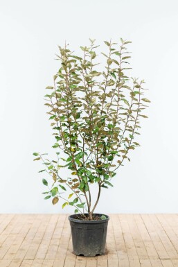 Sølvblad Elaeagnus × ebbingei hæk 125-150 rodklump Elaeagnus × ebbingei 125-150 cm