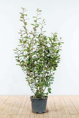 Sølvblad Elaeagnus × ebbingei hæk 150-175 rodklump