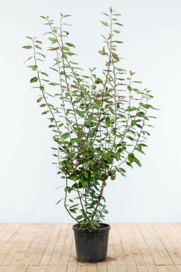 Sølvblad Elaeagnus × ebbingei hæk 175-200 rodklump