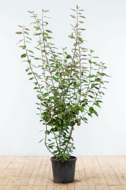 Sølvblad Elaeagnus × ebbingei hæk 175-200 rodklump Elaeagnus × ebbingei 175-200 cm