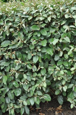 Elaeagnus × ebbingei 175-200 cm