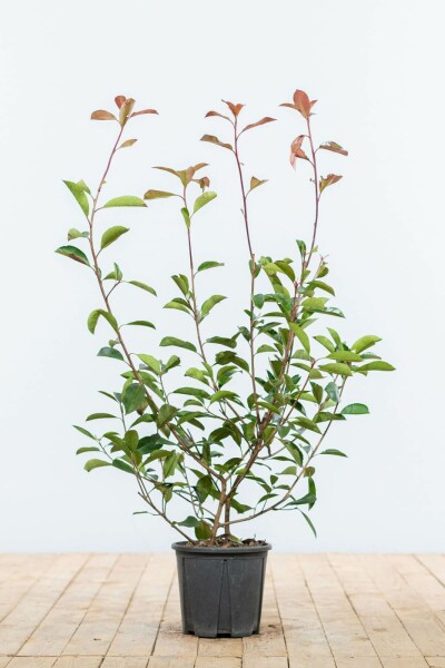 Photinia × fraseri 'Red Robin' 60-80 cm