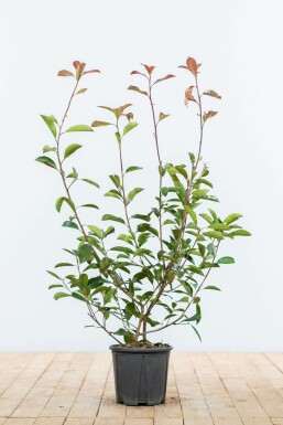 Glansmispel Photinia × fraseri 'Red Robin' hæk 60-80 rodklump Photinia × fraseri 'Red Robin' 60-80 cm