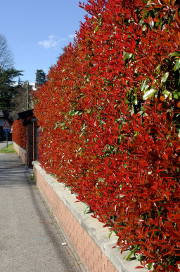 Photinia × fraseri 'Red Robin' 60-80 cm