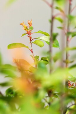 Glansmispel Photinia × fraseri 'Red Robin' hæk 60-80 rodklump